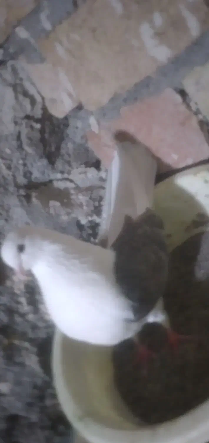 با سلام یک عدد کبوتر پشتار ماده ریحانی جوان|پرنده|میانه, |دیوار