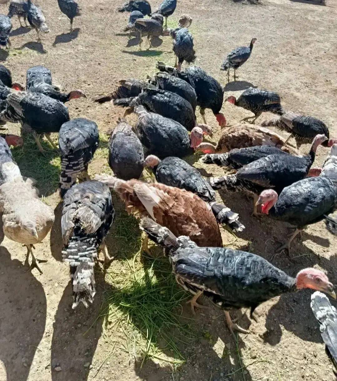 بوقلمون محلی|حیوانات مزرعه|همدان, |دیوار