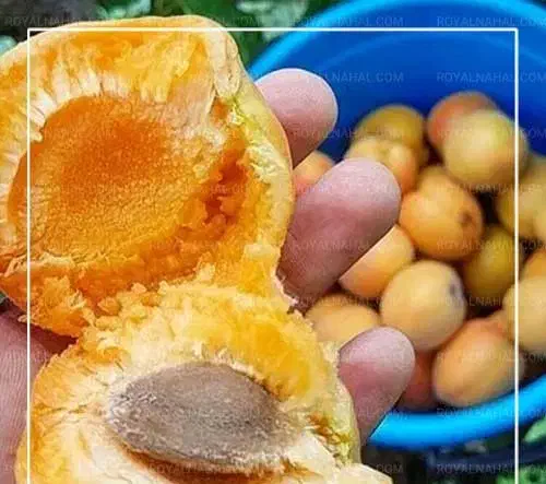 فروش نهال زردآلو نصیری|خدمات باغبانی و درختکاری|مرند, |دیوار