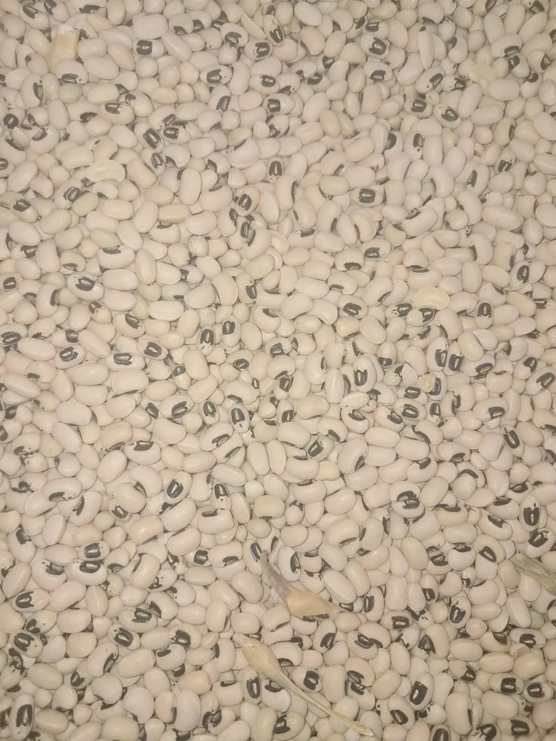 لوبیا آشی محلی(چشم بلبلی) درجه یک و زودپز|خوردنی و آشامیدنی|کوهدشت, |دیوار