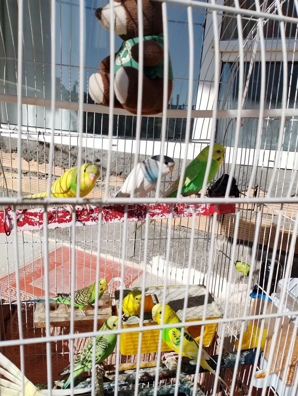 فوری|پرنده|روانسر, |دیوار