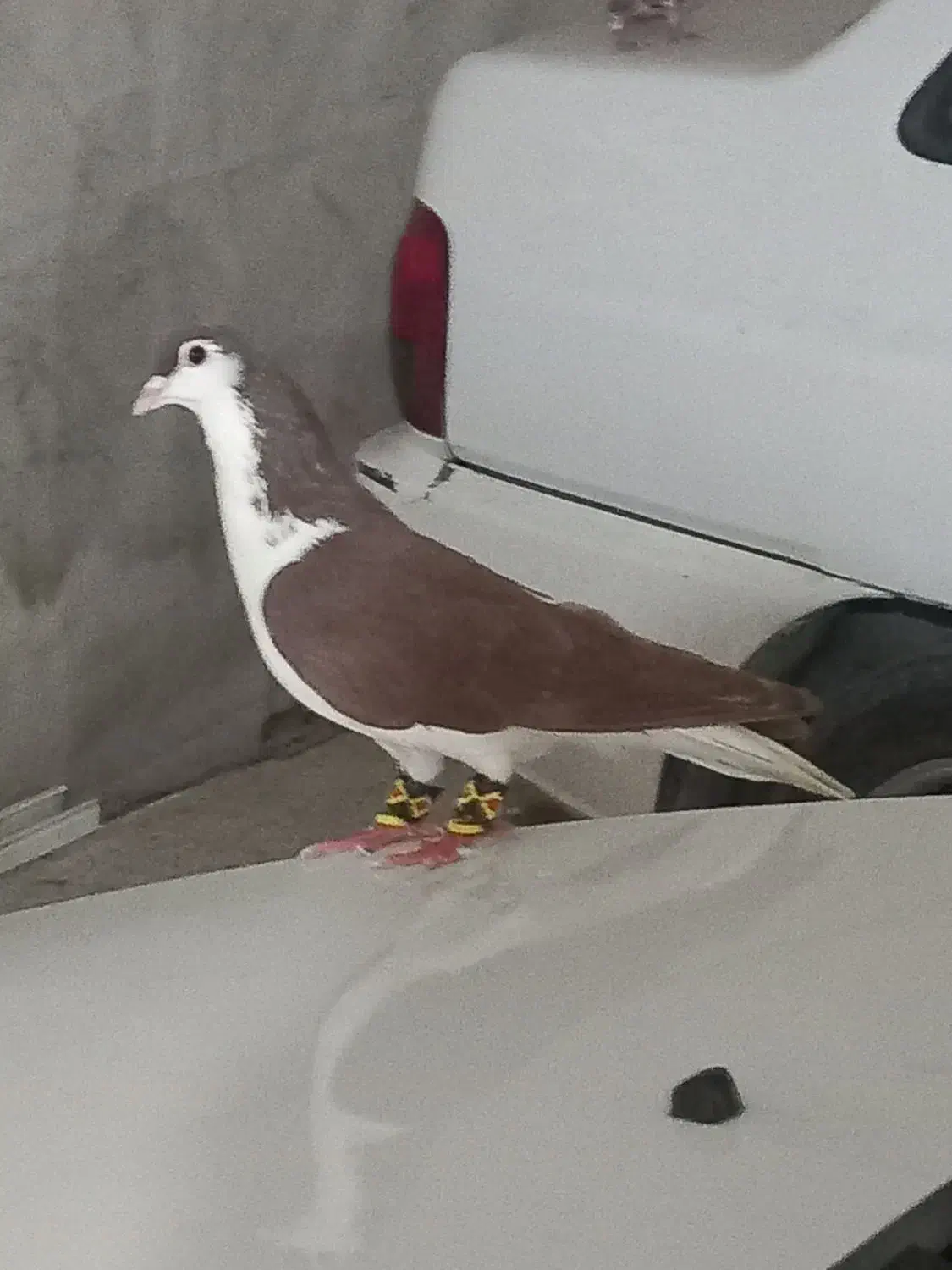 کبوتر|پرنده|رضویه, |دیوار