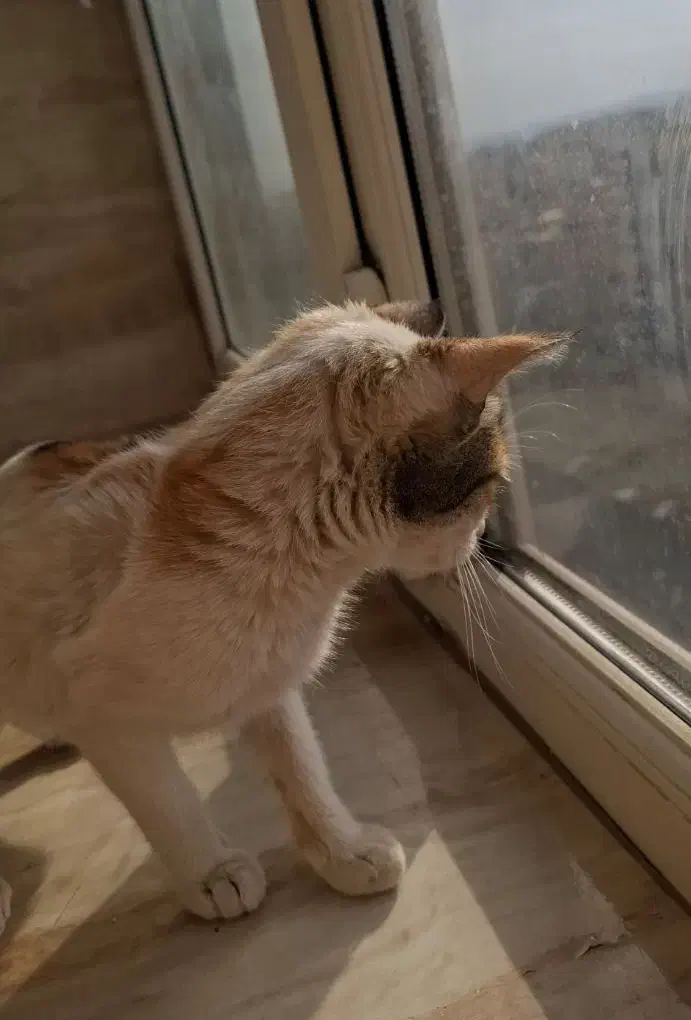 واگذاری رایگان|گربه|قم, شاه سید علی|دیوار