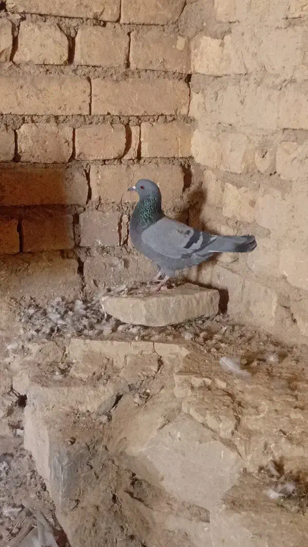 غریب گیری|حیوانات|گلپایگان, |دیوار