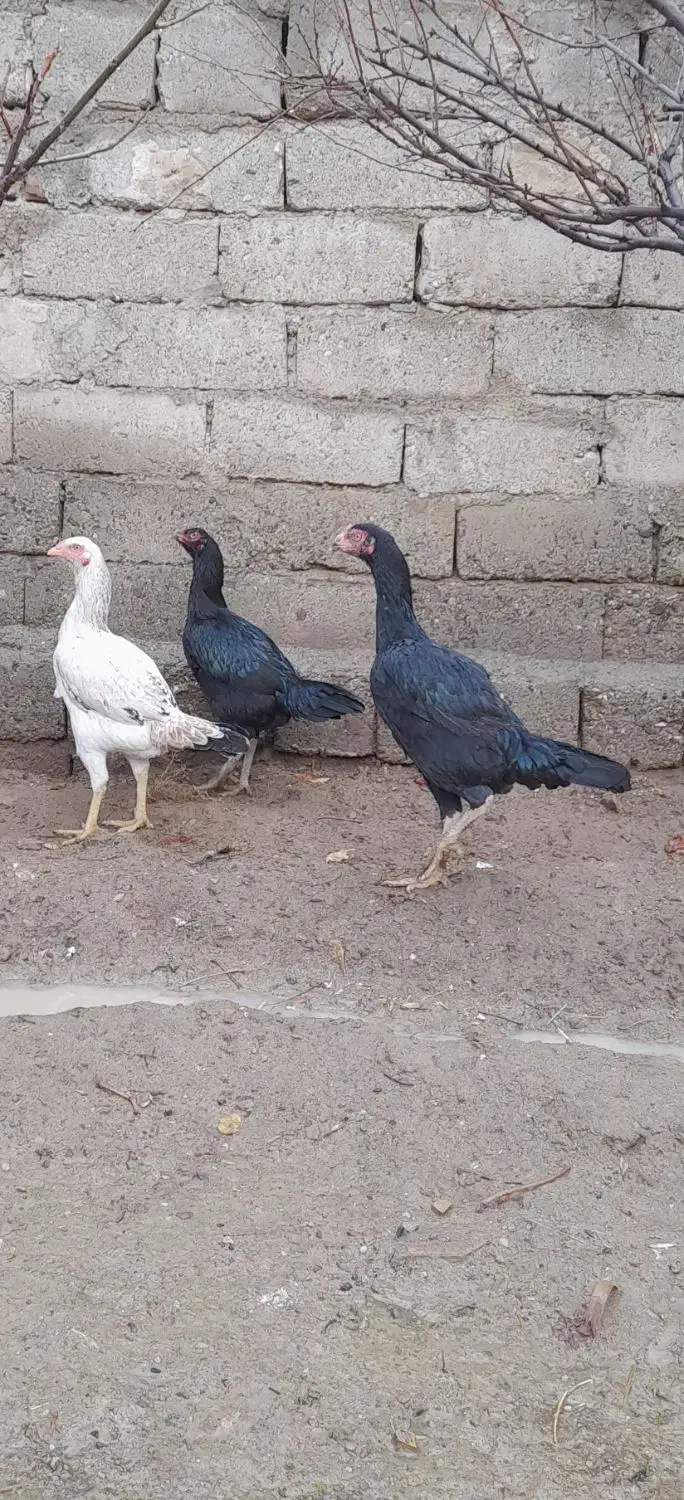 مرغ|حیوانات مزرعه|مهاباد (آذربایجان غربی), |دیوار