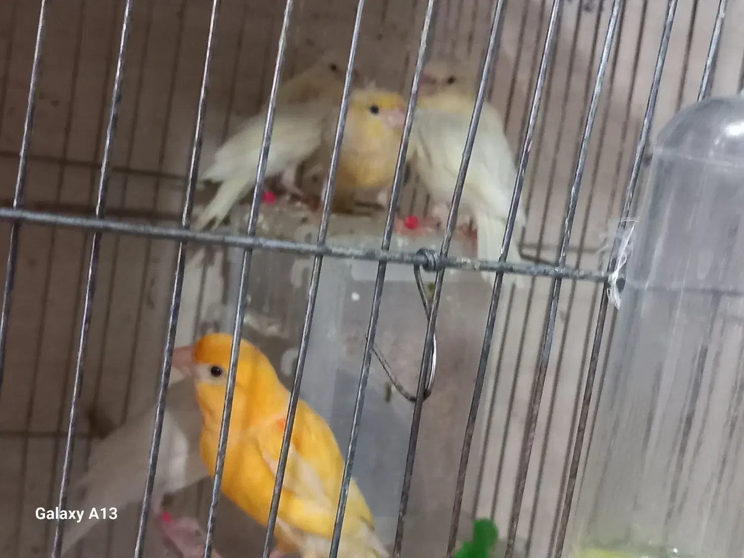 قناری جفت با جوجه و....|پرنده|اراک, |دیوار