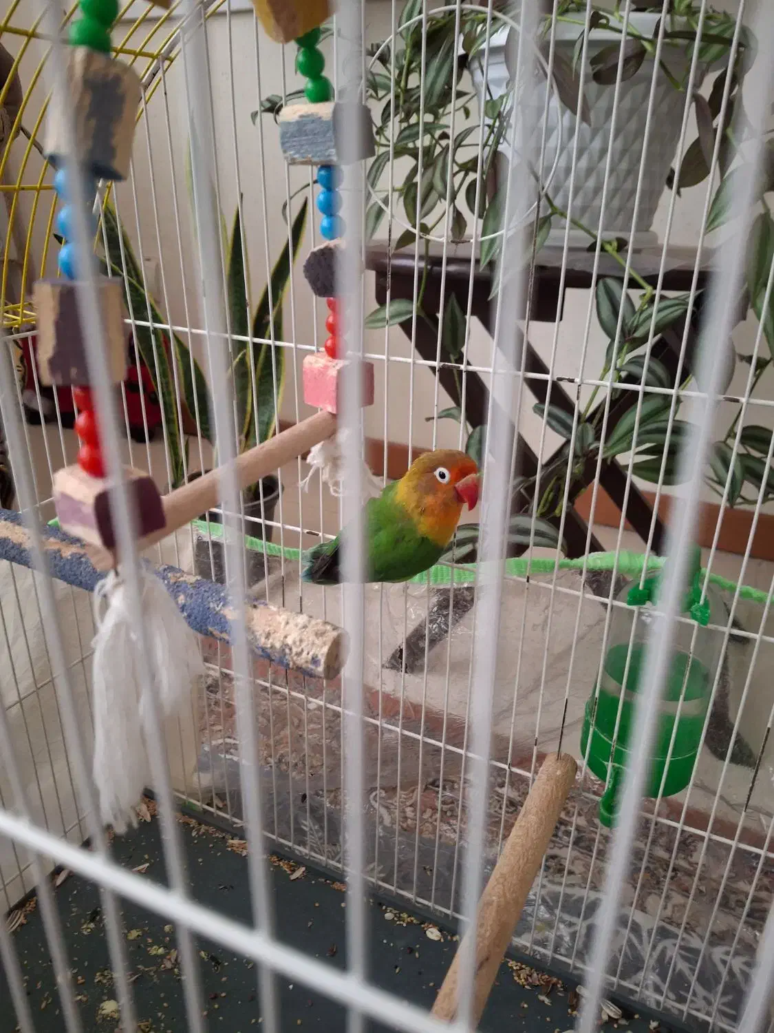 یک عدد طوطی برزیلی نر بالغ تقریبا یک ساله|پرنده|محمدیه-قزوین, |دیوار