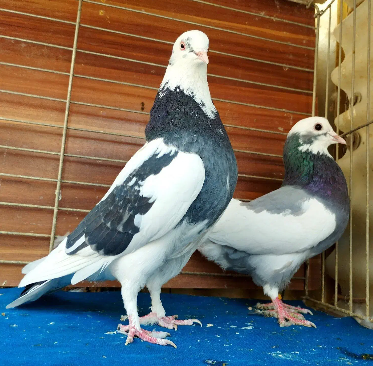 کبوتر|پرنده|رشت, لاکان شهر|دیوار