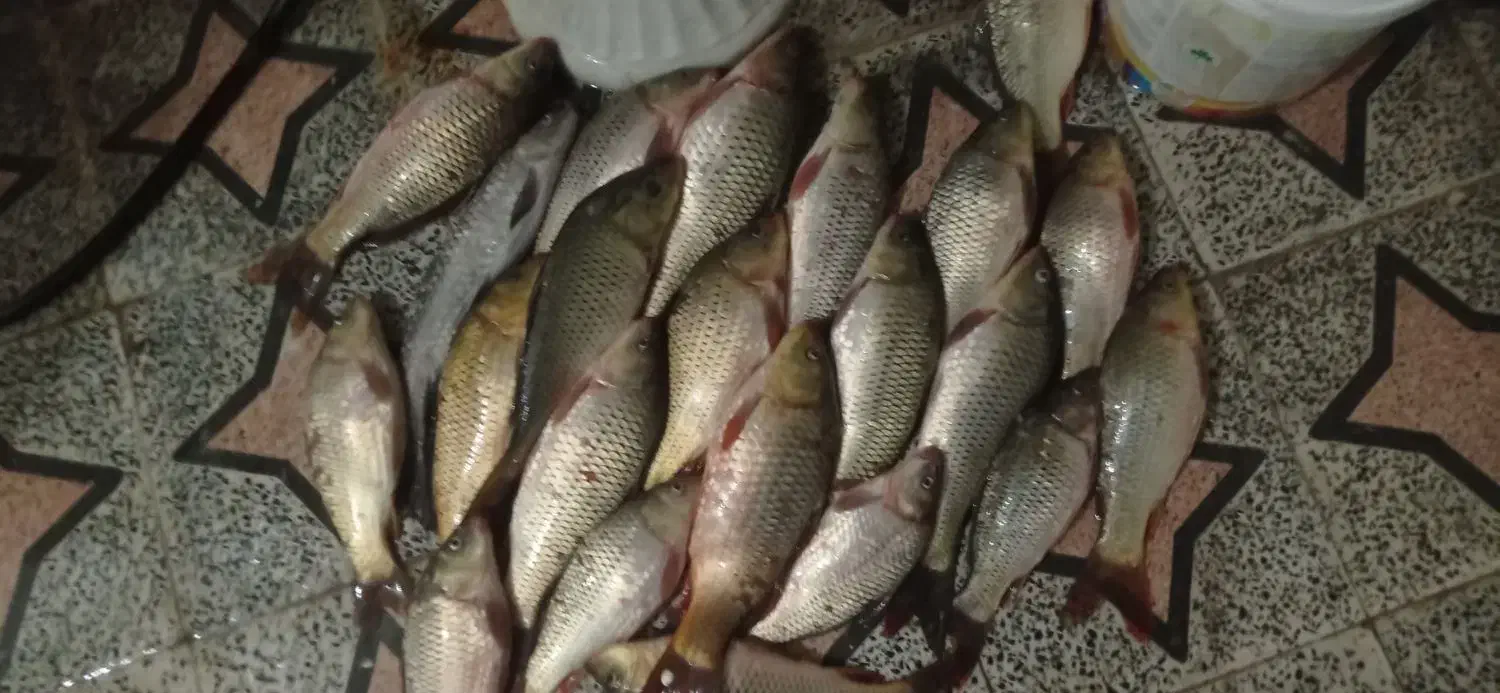 ماهی تازه صید کرخه|ماهی|اندیمشک, |دیوار