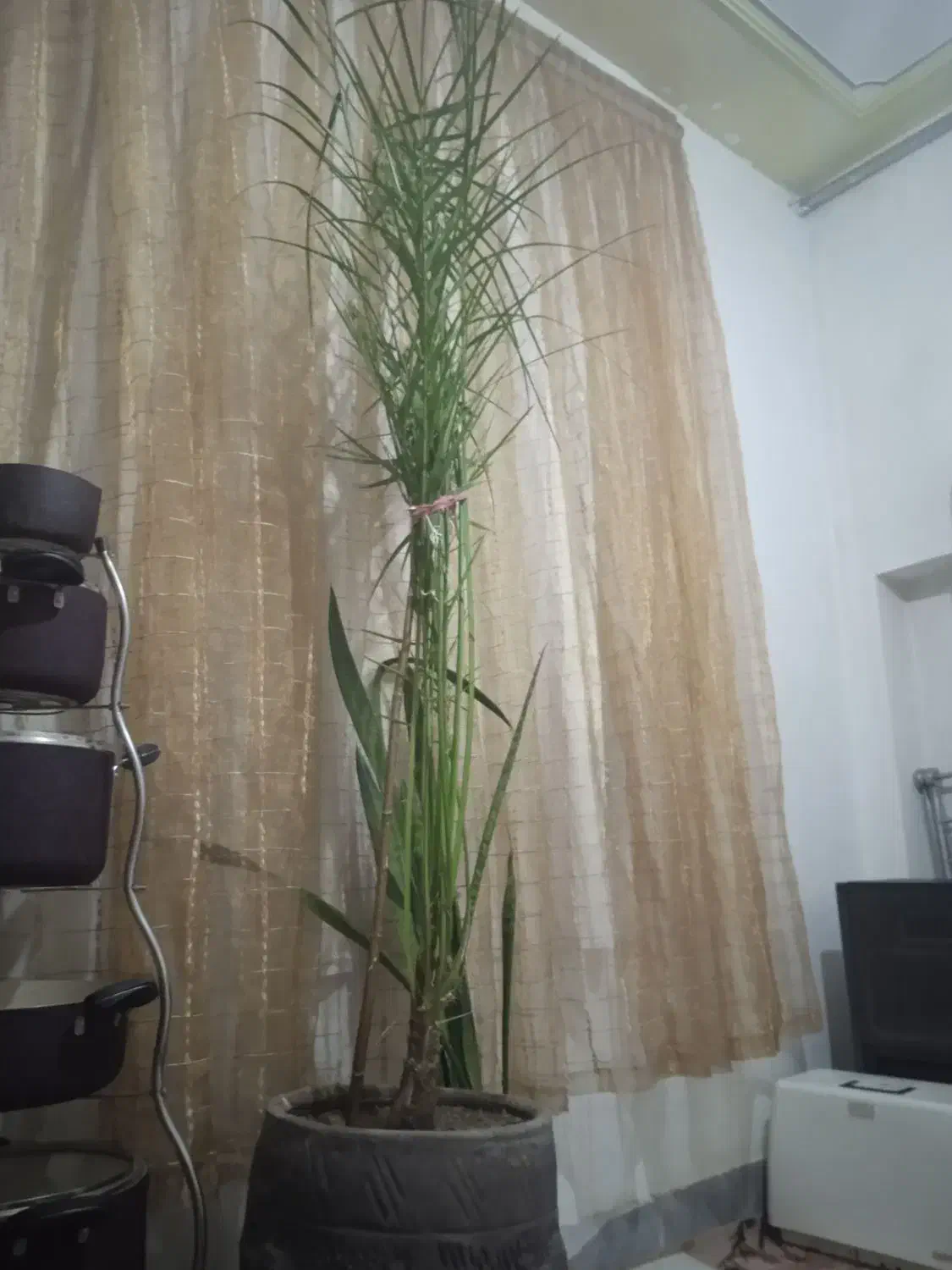 سانسور یا با خرما10ساله|گل و گیاه طبیعی|شیروان (خراسان), |دیوار