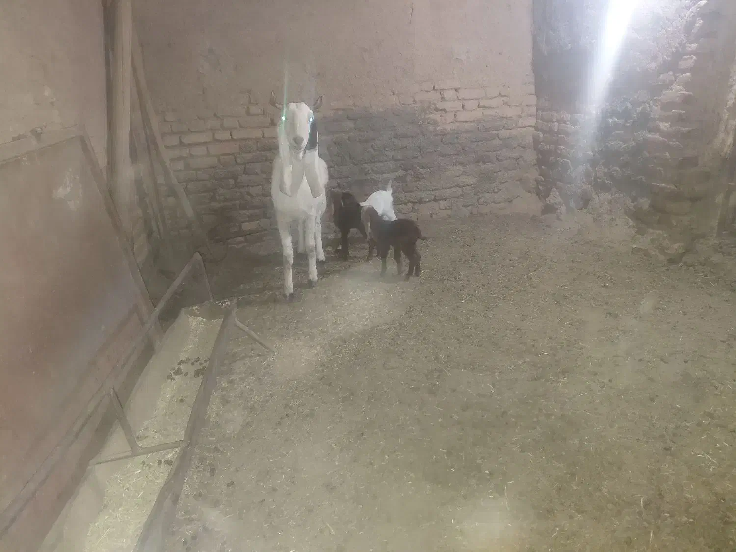 یک راس بز با سه بزغاله|حیوانات مزرعه|گناباد, |دیوار