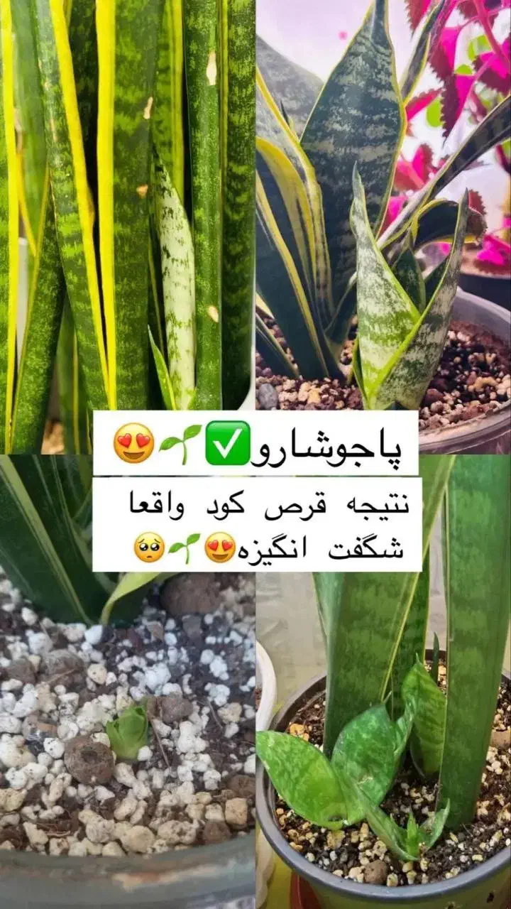 قرص کود ارگانیک|گل و گیاه طبیعی|زنجان, |دیوار