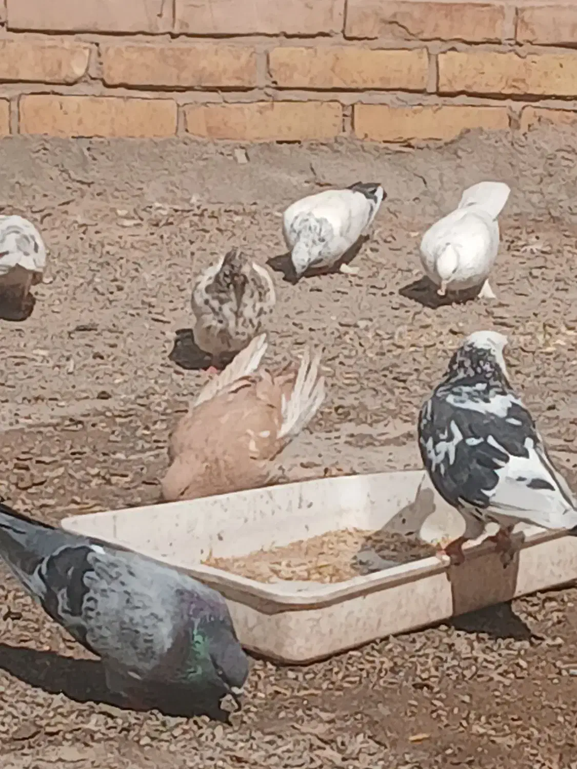 کبوتر یه جا به قیمت|پرنده|گرمسار, |دیوار