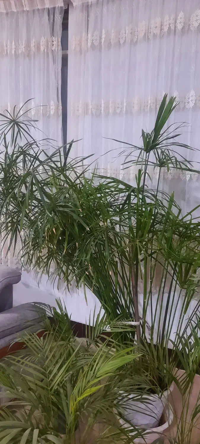گل نخل مرداب اریکا شامادورا فیکوس سانسوریایوکا کاج|گل و گیاه طبیعی|لنجان, |دیوار