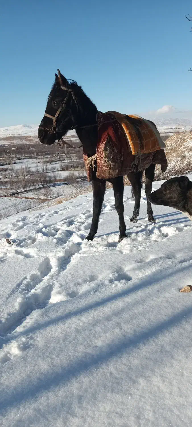 اسب نریان دوخون|اسب و تجهیزات اسب‌سواری|بجنورد, |دیوار