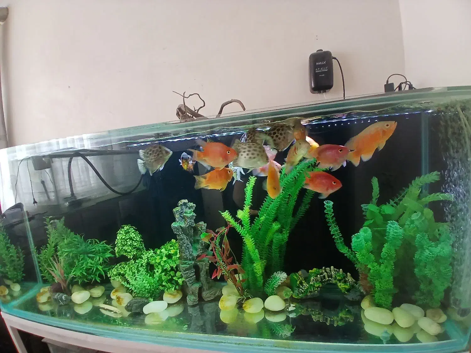 اکواریوم ماهی|ماهی|اصفهان, فردوان|دیوار