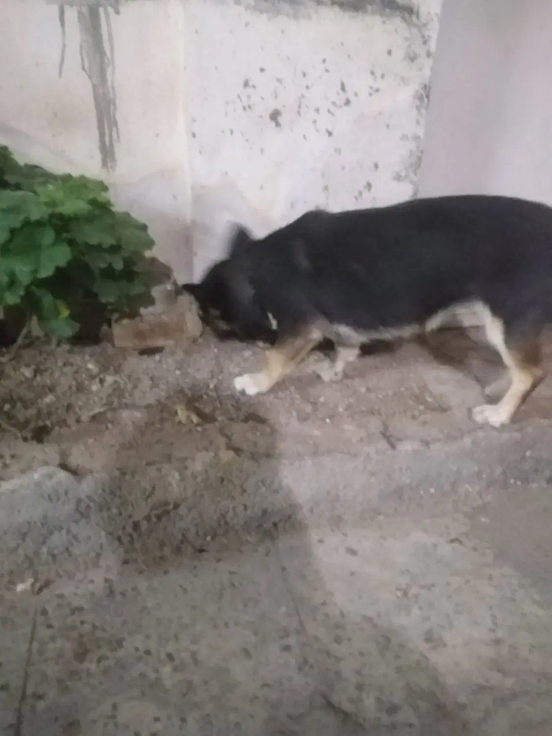 سگ پا کوتاه معاوضه با کبوتر|سگ|محمدیه-قزوین, |دیوار