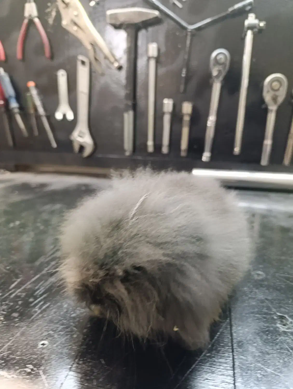 خرگوش لوپ|موش و خرگوش|بندر انزلی, سید آسیه|دیوار