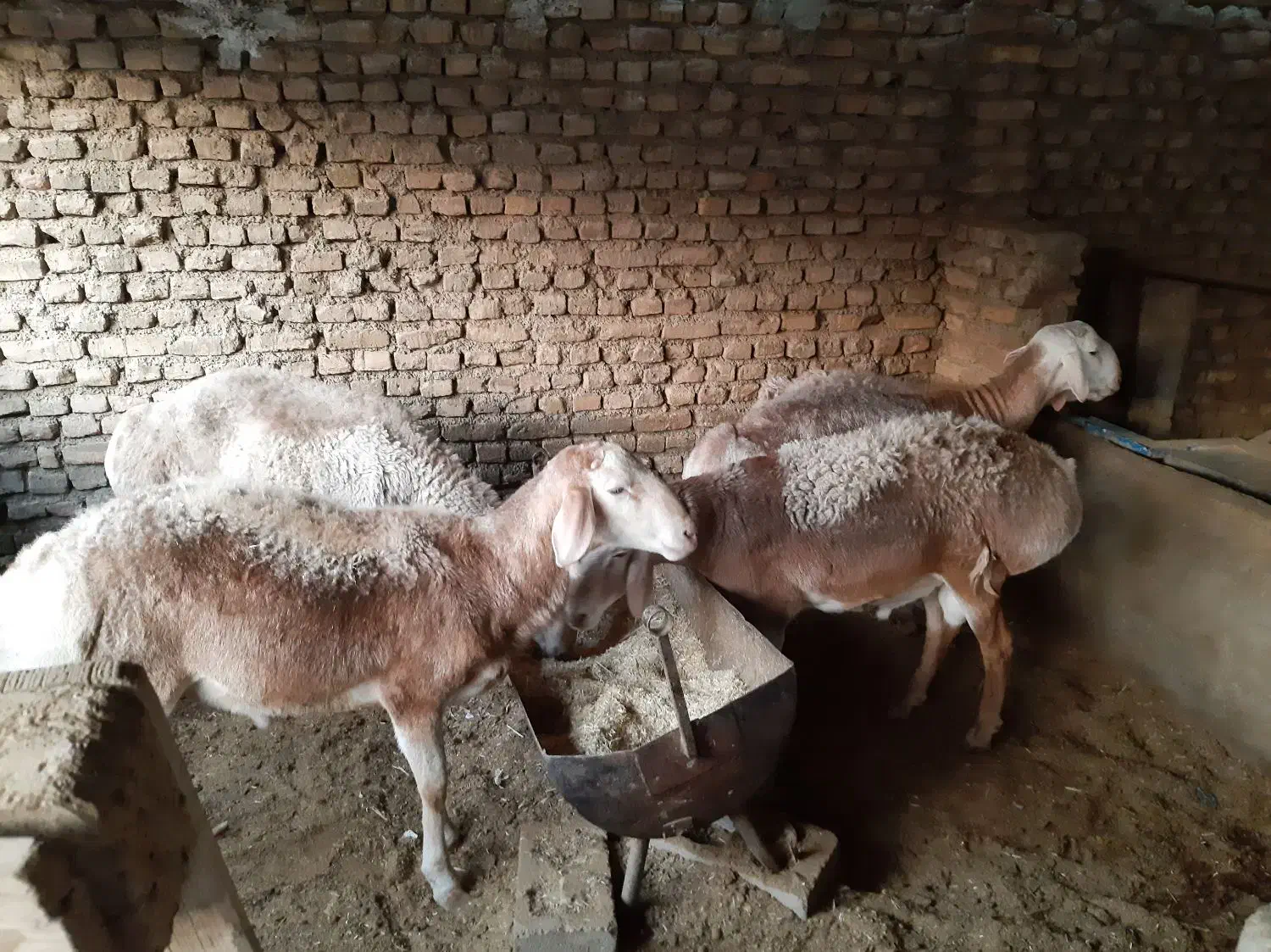 چندراس بره چینی افغان درجه یک راس بزغاله نر|حیوانات مزرعه|پاکدشت, پاکدشت (مامازند)|دیوار