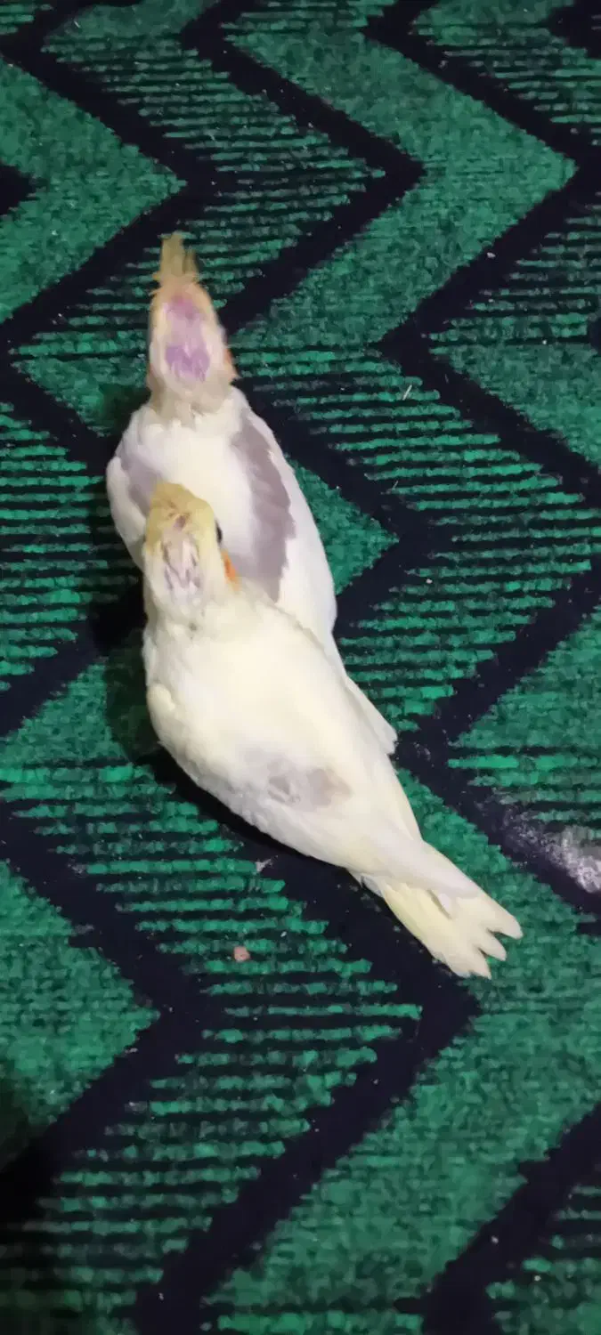 فروش یه جفت عروس هلندی|پرنده|شاهین دژ, |دیوار