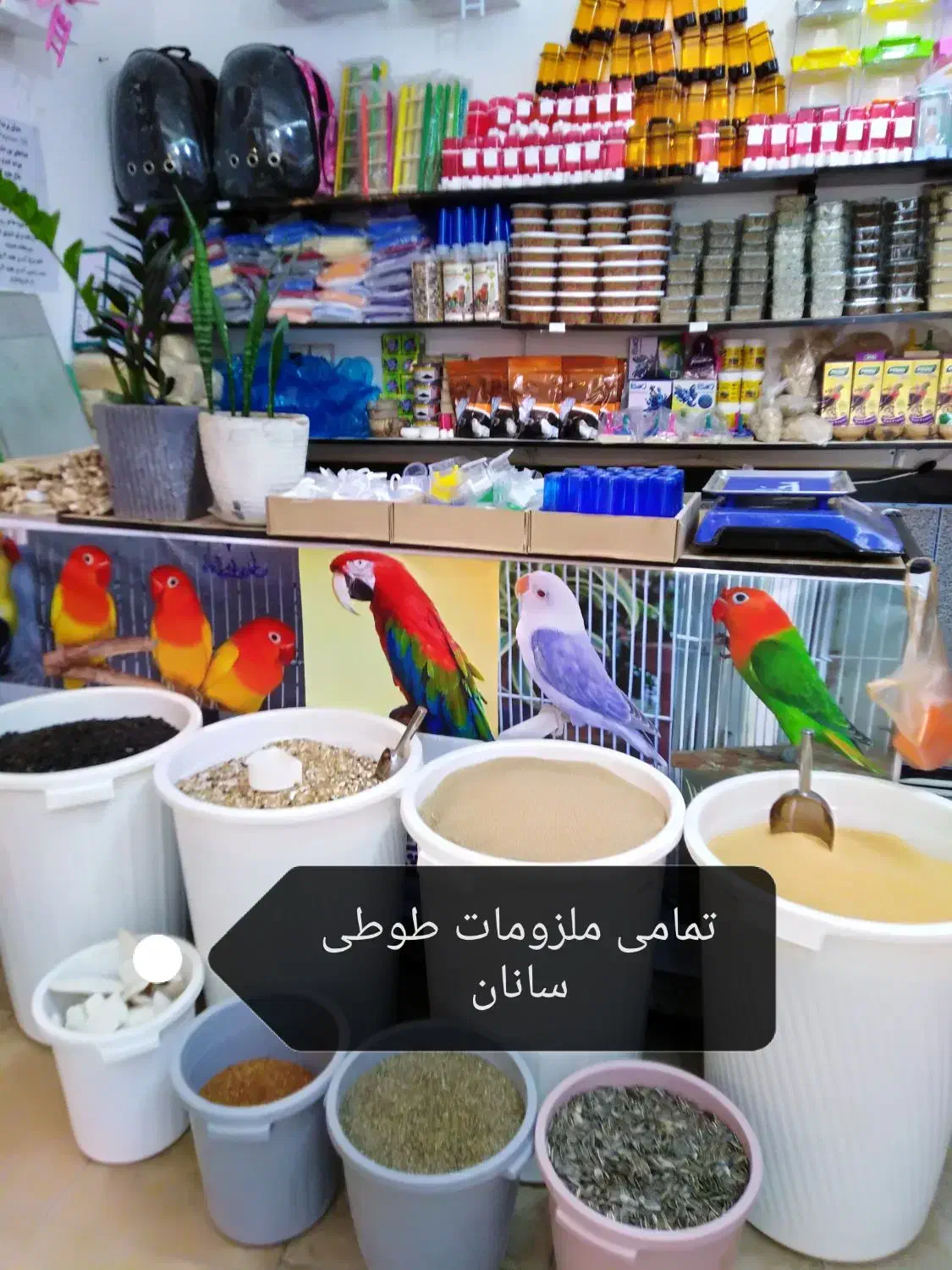 طوطی سانان|پرنده|بوکان, |دیوار