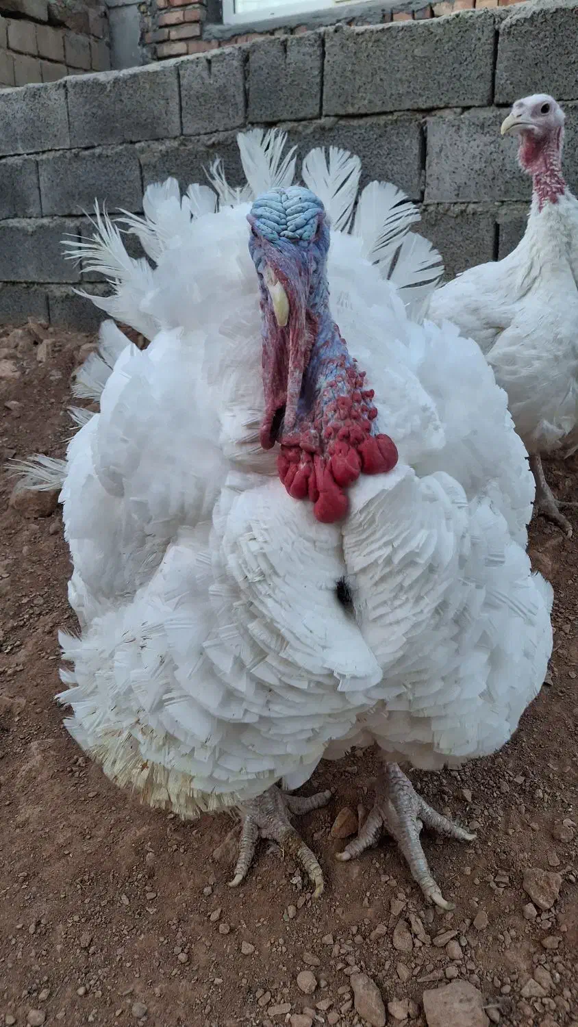 بوقلمون بیوتی ارگانیک|حیوانات مزرعه|صحنه, |دیوار