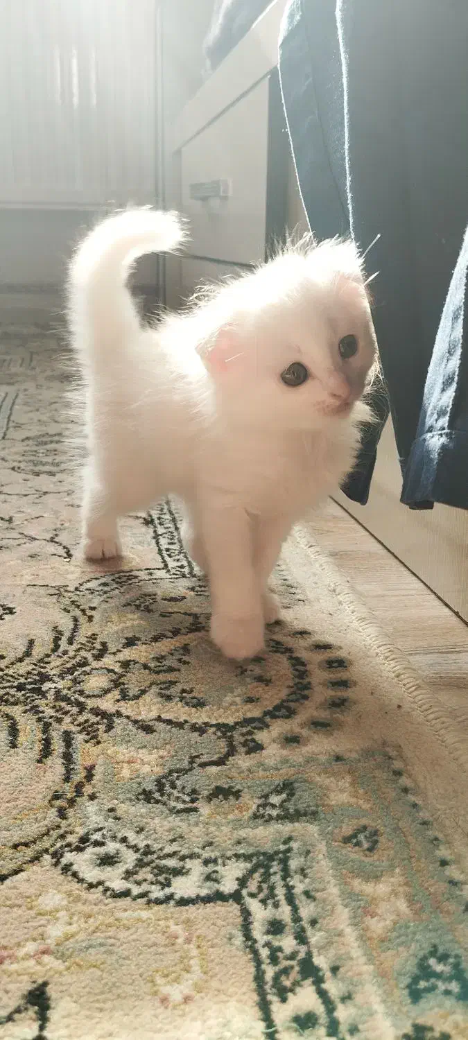 گربه میکس پرشین و DLH ( مو بلند)|گربه|لنگرود, |دیوار