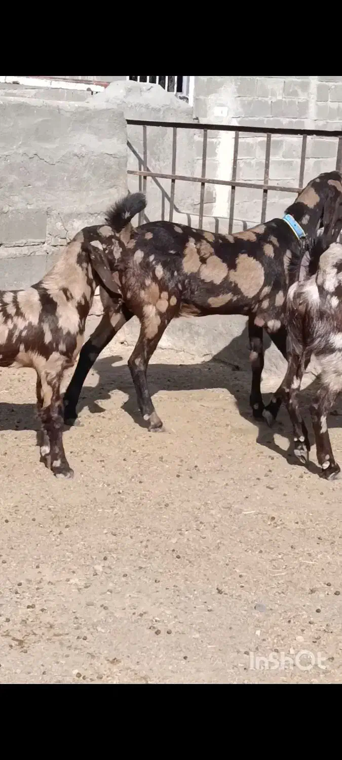 دو راس بز پاکستانی 40خال اصیل درشت|حیوانات مزرعه|تربت جام, جامرود|دیوار