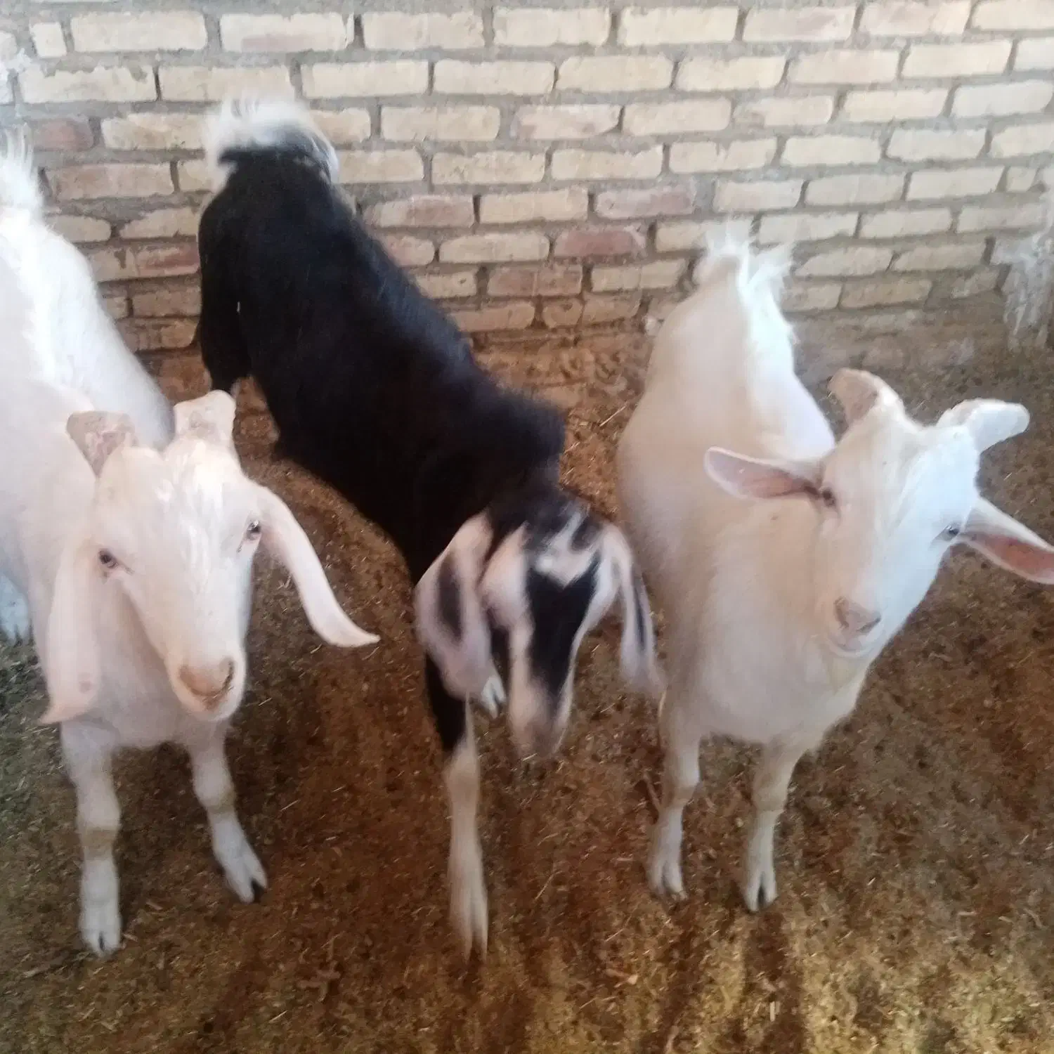 بزغاله دورگ سانن|حیوانات مزرعه|اسلامیه, |دیوار