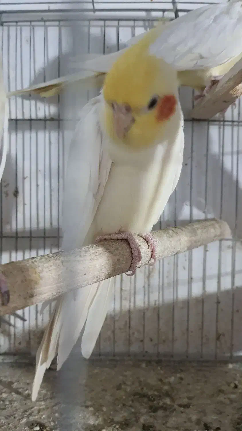 عروس هلندی نر بالغ|پرنده|رودسر, |دیوار