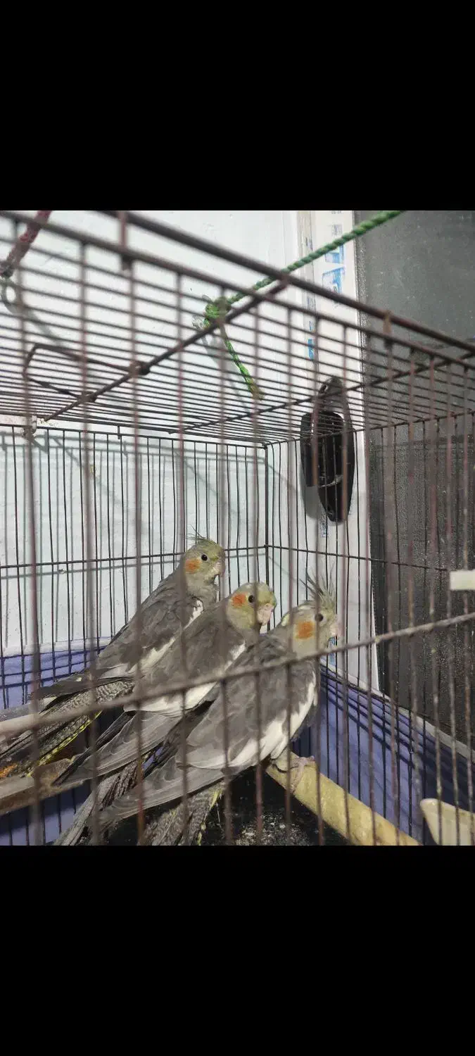 جوجه عروس هلندی|پرنده|کهریزک, |دیوار