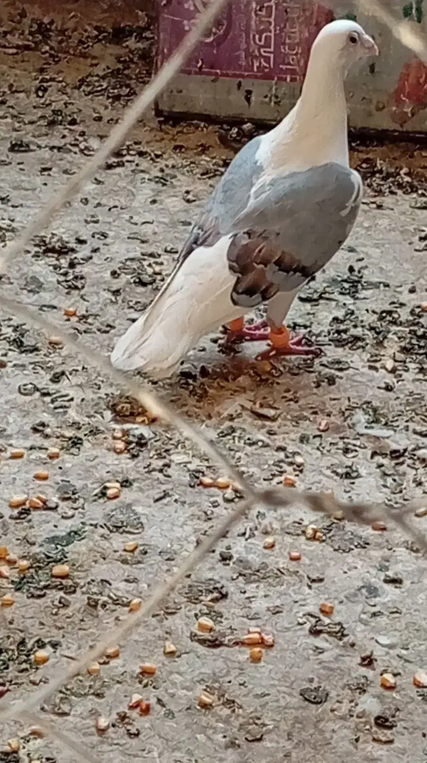 کفتر عکس دوم|پرنده|خواف, |دیوار