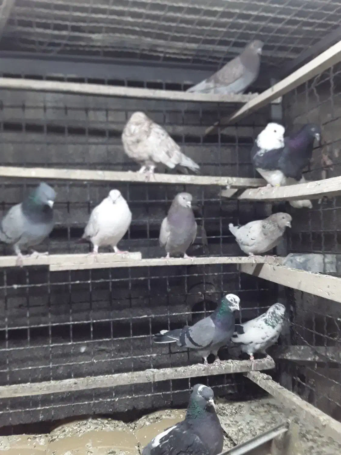 چند جفت مایه کبوتر|پرنده|تهران, تهرانپارس غربی|دیوار