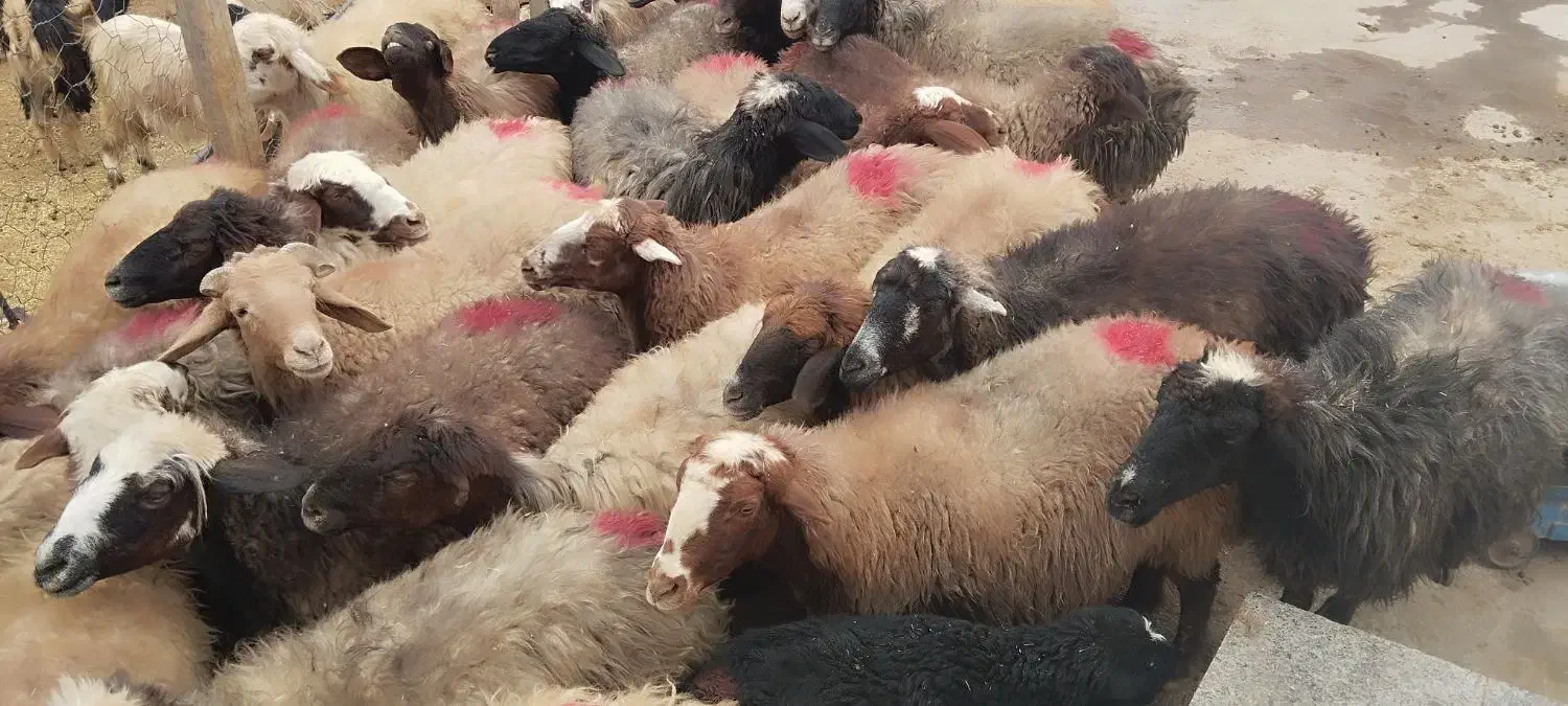 30راس میش آبستن|حیوانات مزرعه|لردگان, |دیوار