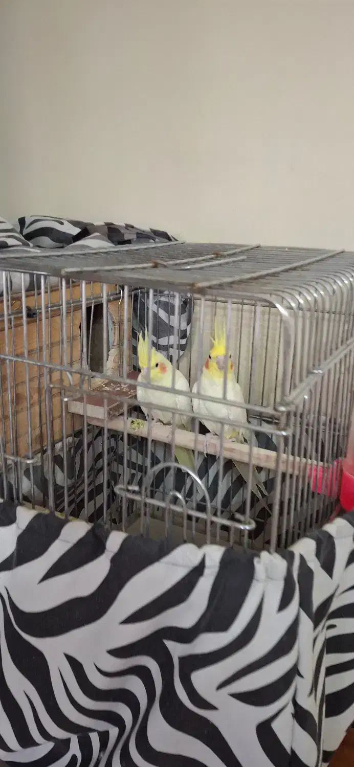 یک جفت عروس هلندی نر و ماده لوتینو|پرنده|کرج, شهرک جهان‌نما|دیوار