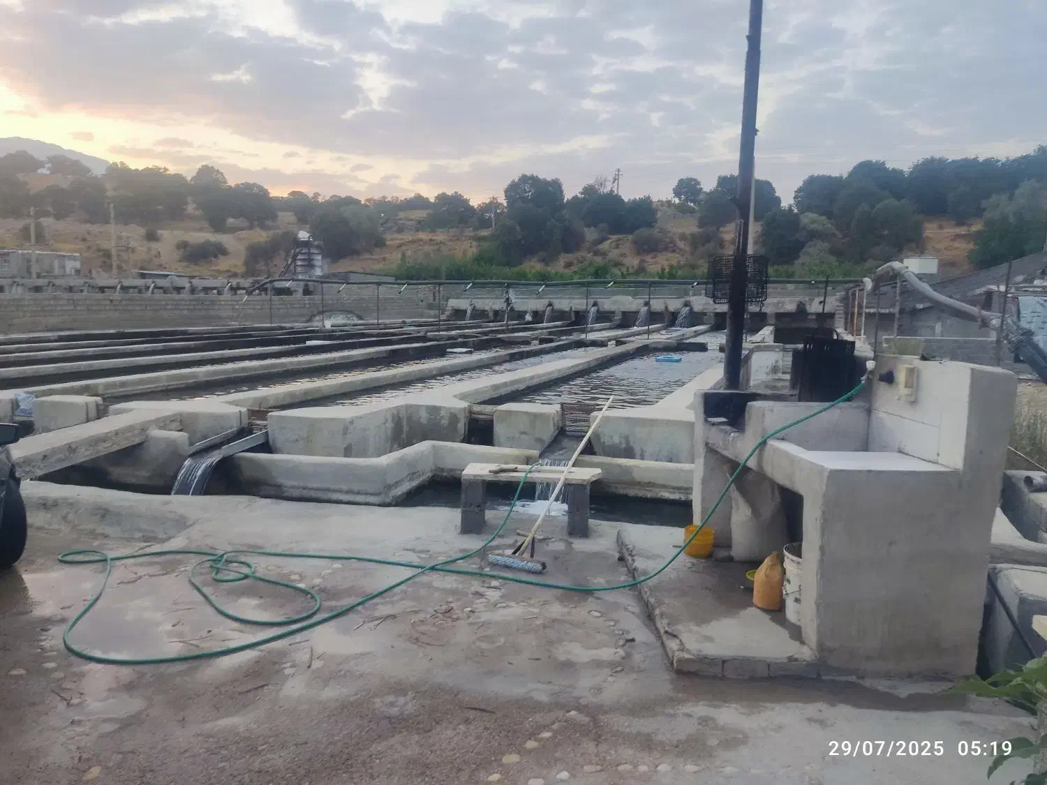 فروش بچه ماهی غزل الا|ماهی|یاسوج, |دیوار