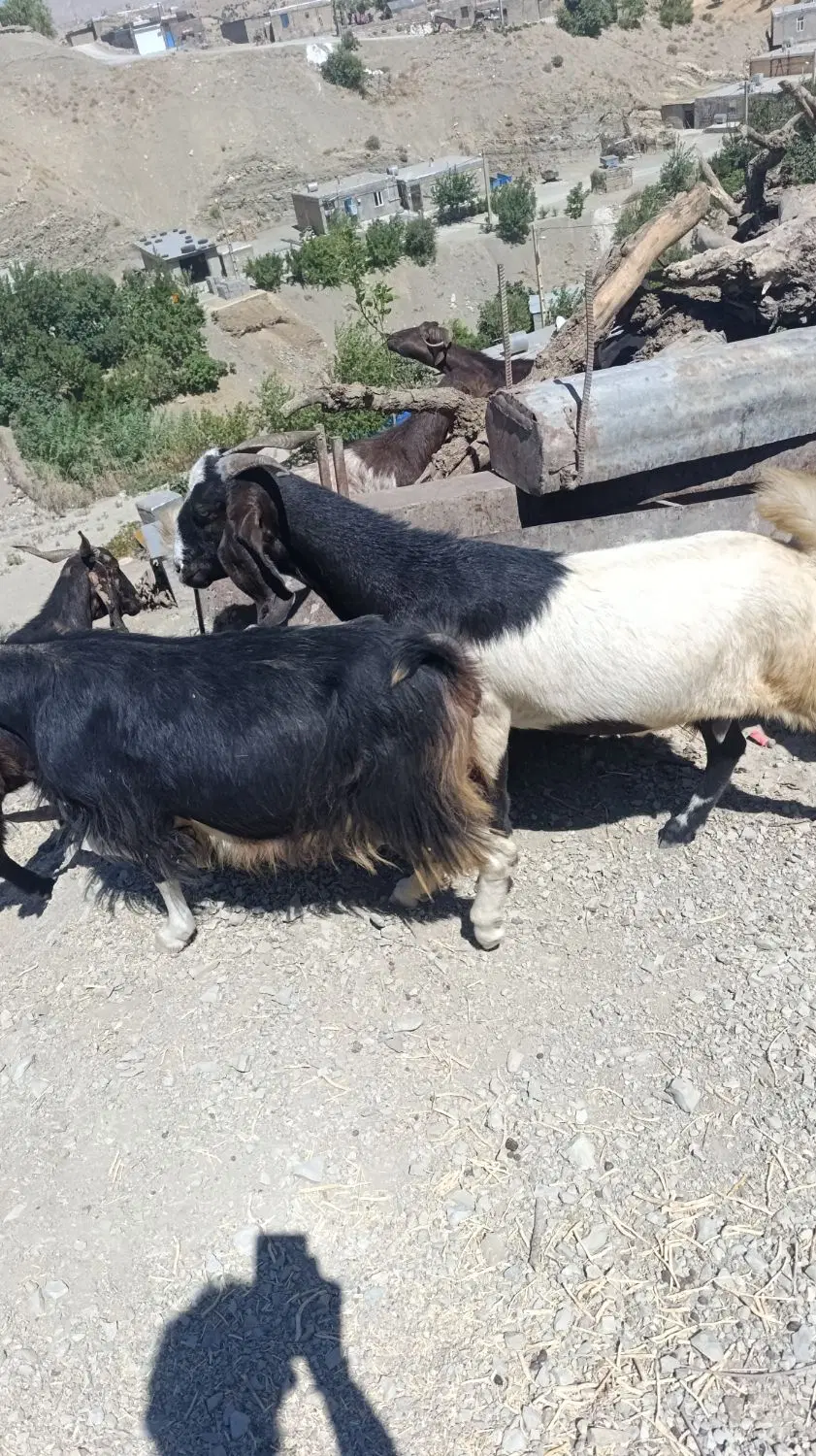 بزن|حیوانات مزرعه|ثلاث باباجانی, |دیوار