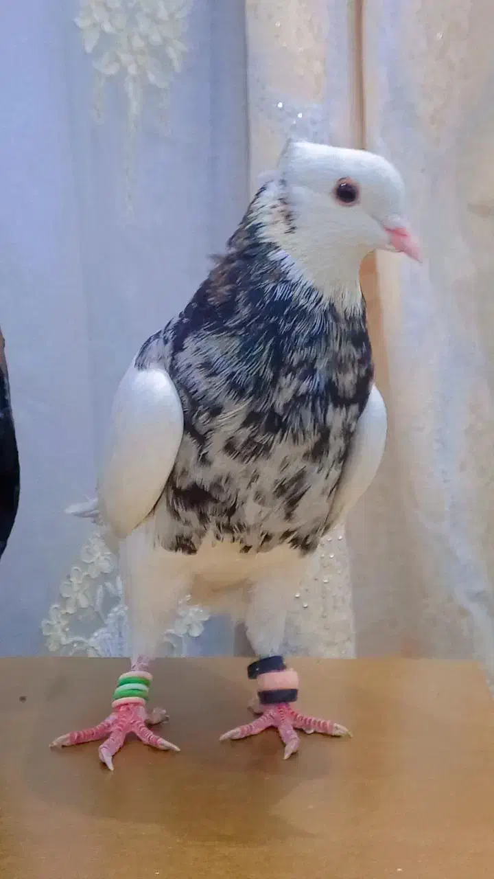 طوقی هفت رنگ|پرنده|بندر ماهشهر, |دیوار