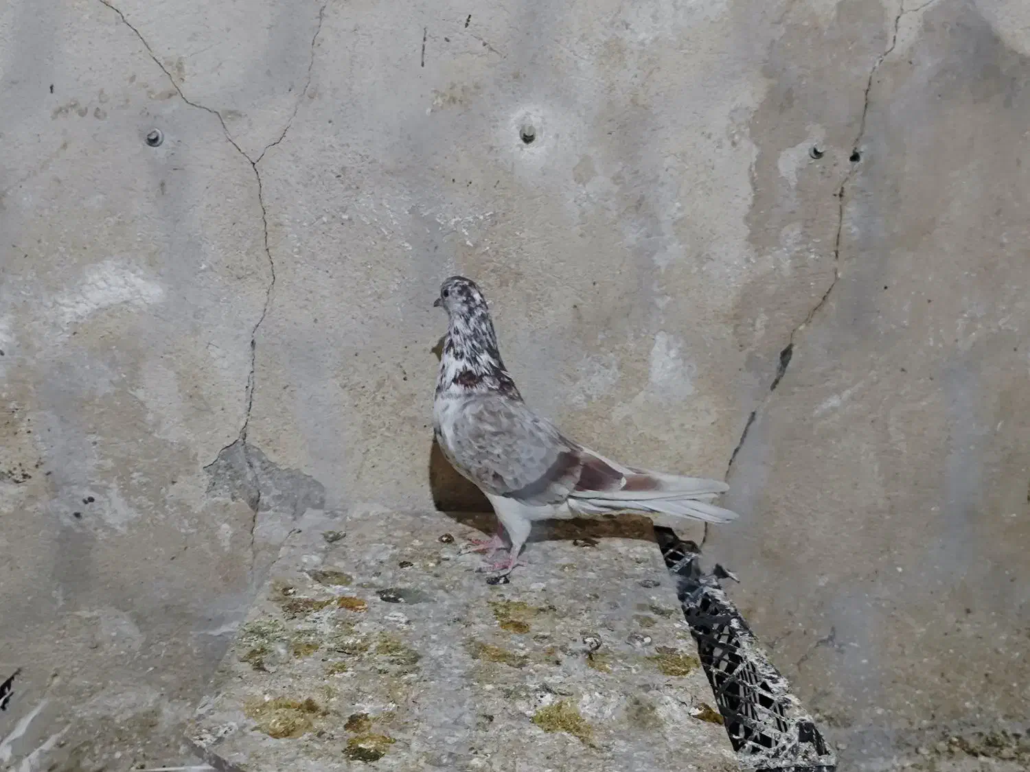 چند تا کفتر خوب|پرنده|قم, حاج زینل|دیوار