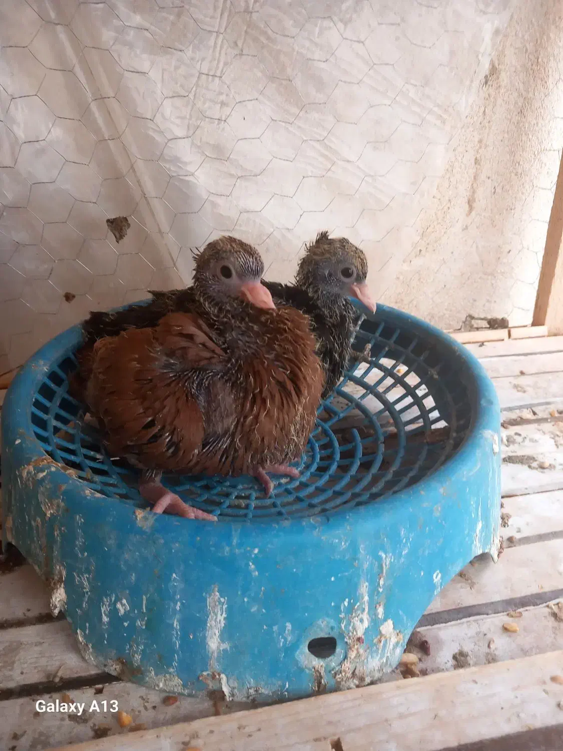 جفت سیاتی با جوجه|پرنده|سرپل ذهاب, |دیوار