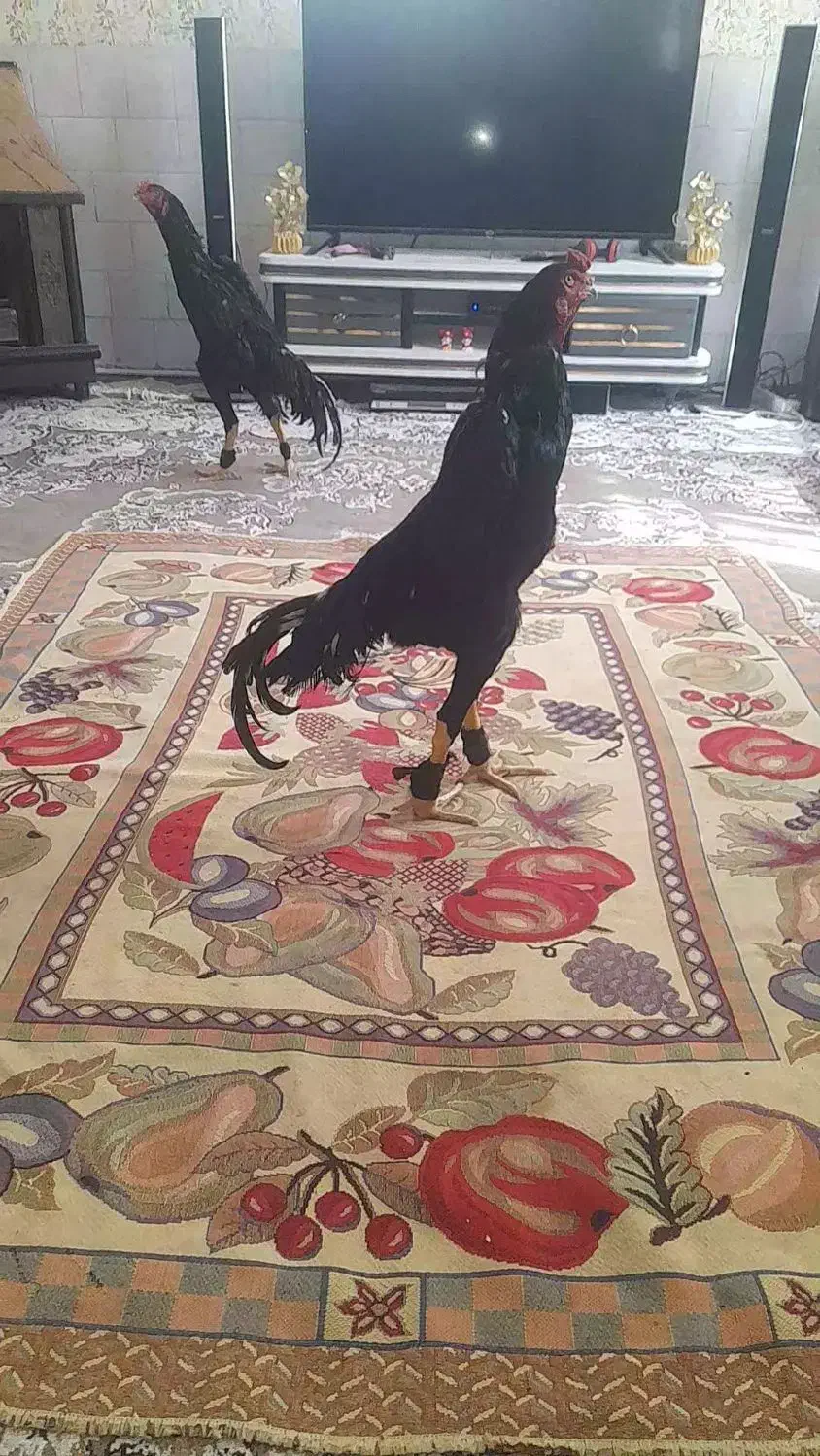 خروس اوشامو گردن لرزا ویک تیغ سفید|حیوانات مزرعه|تربت‌حیدریه, جانبازان|دیوار