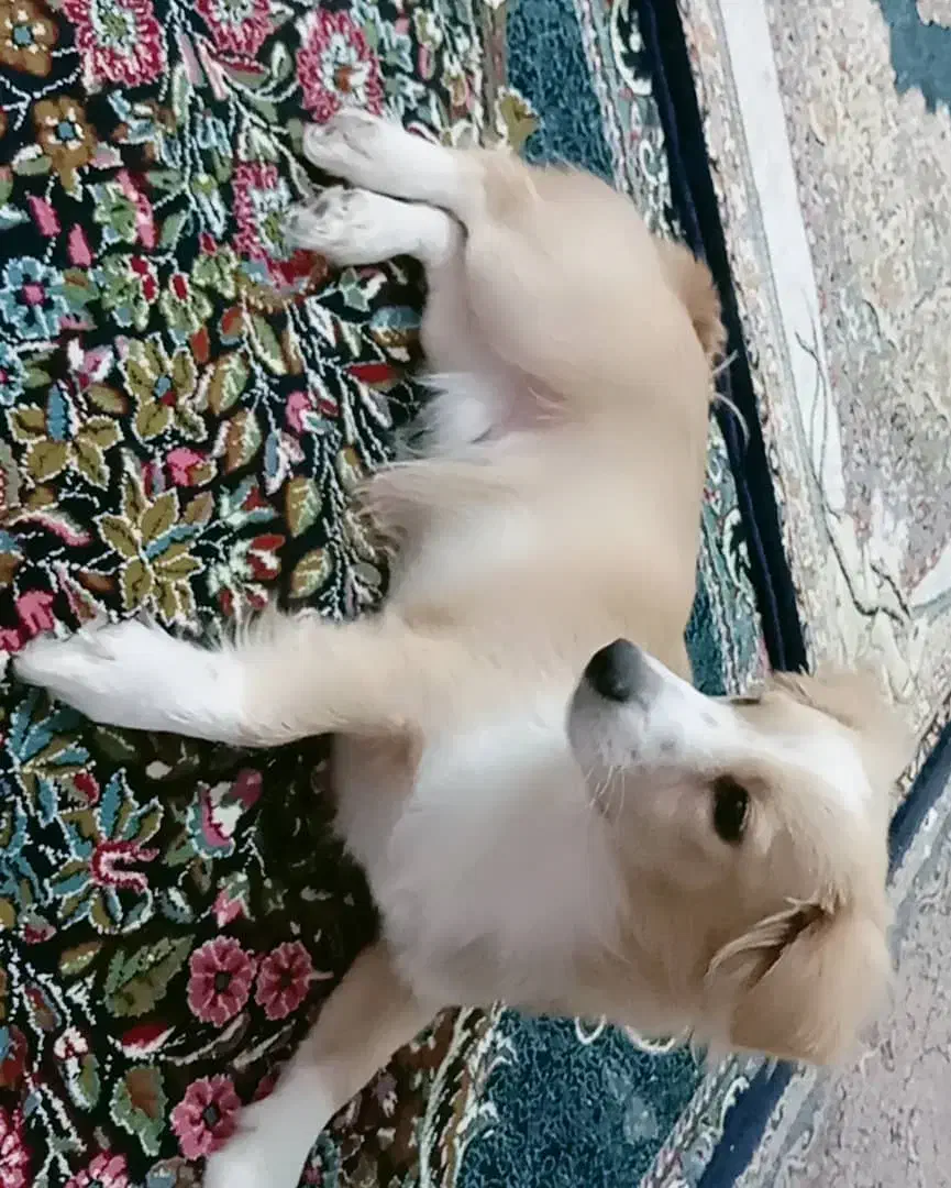 سگ پاکوتاه|سگ|رفسنجان, |دیوار