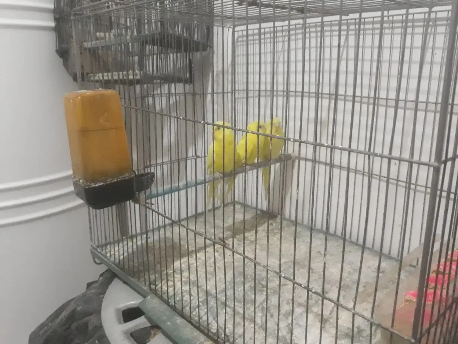 مرغ عشق لوتینو|پرنده|کرج, اسدآباد|دیوار