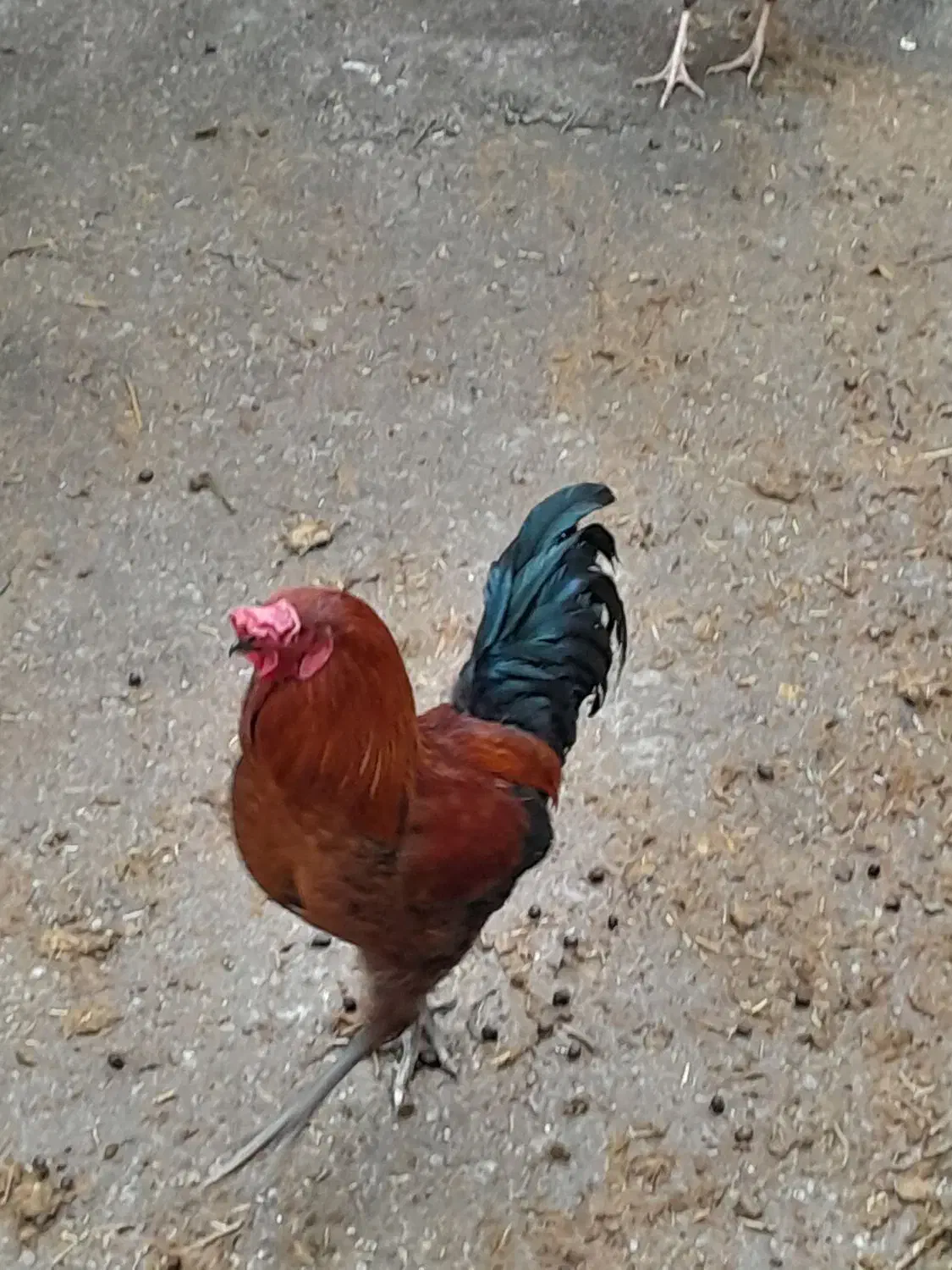 خروس محلی|حیوانات مزرعه|بیرانوند, |دیوار