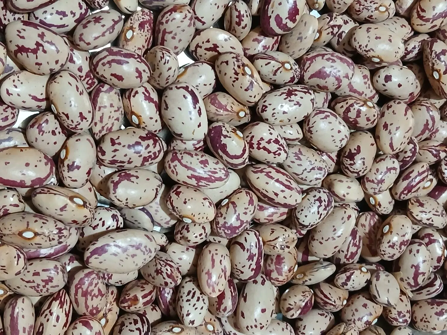 لوبیا چیتی|عمده‌فروشی|سراب, |دیوار
