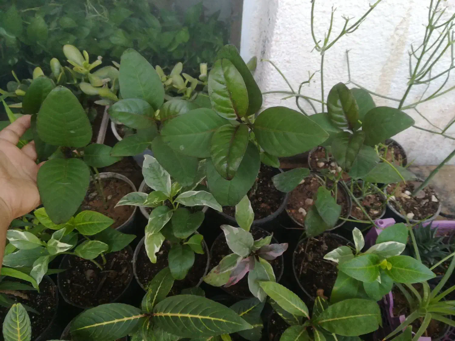 گل اپارتمانی مقاوم|گل و گیاه طبیعی|فسا, |دیوار