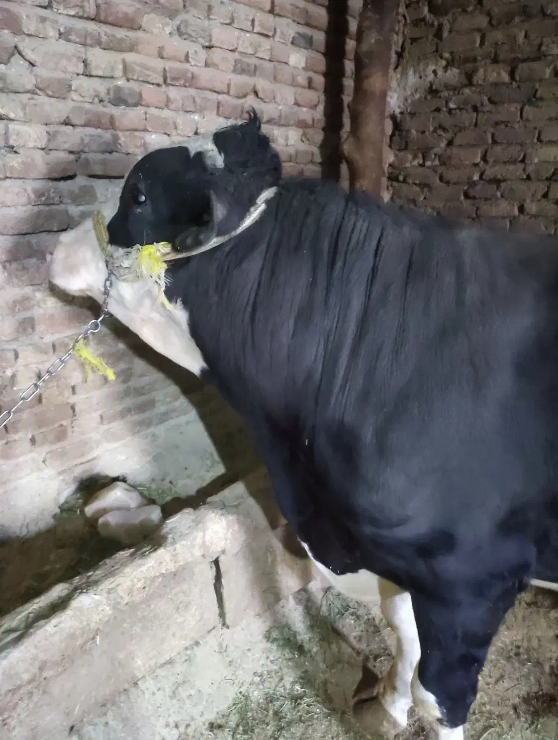 گوساله نر|حیوانات مزرعه|هرسین, |دیوار