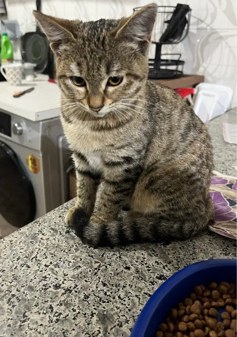 گربه واگذاری|گربه|رشت, معلولین|دیوار