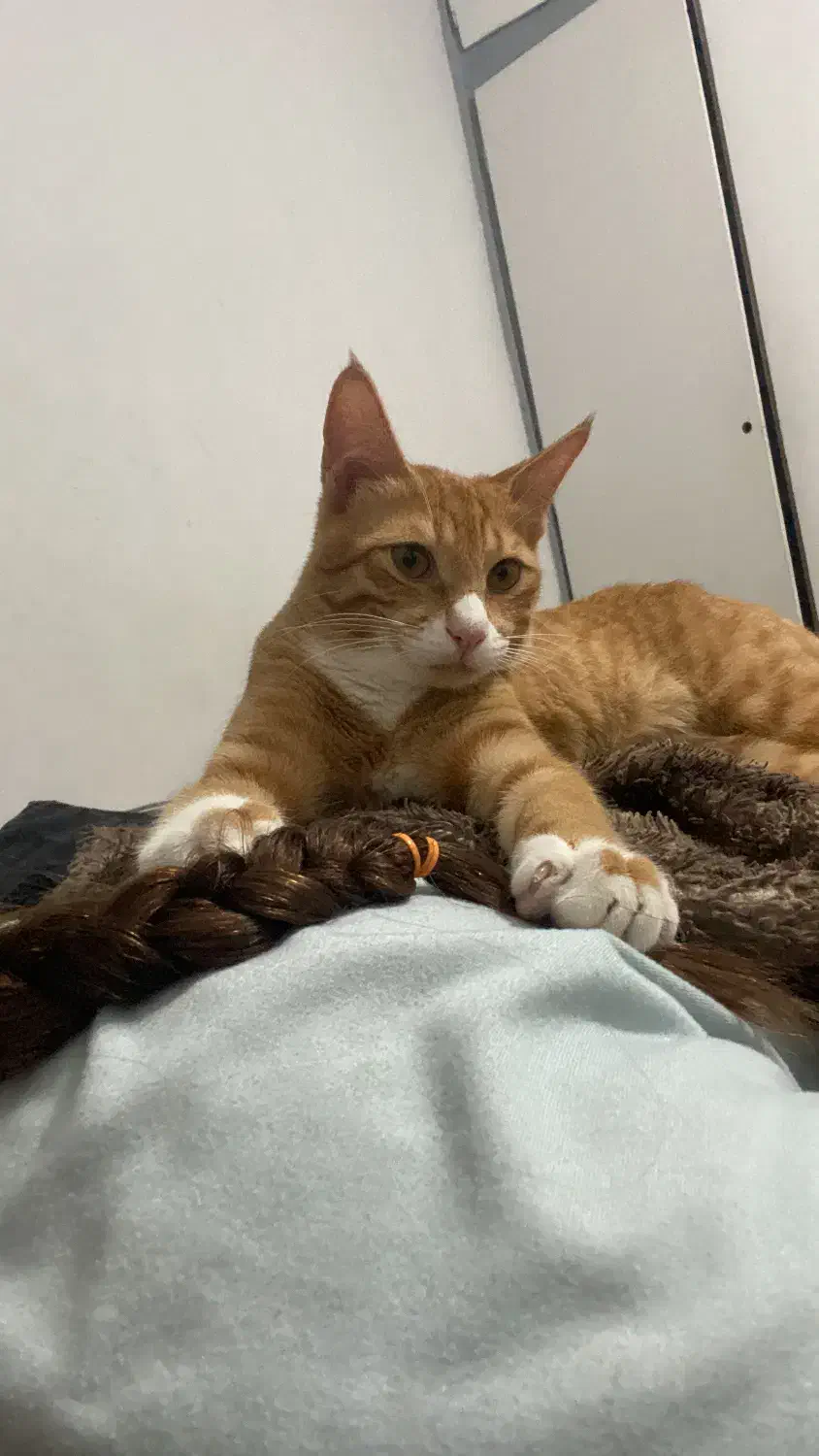 گربه نر|گربه|بندرعباس, |دیوار