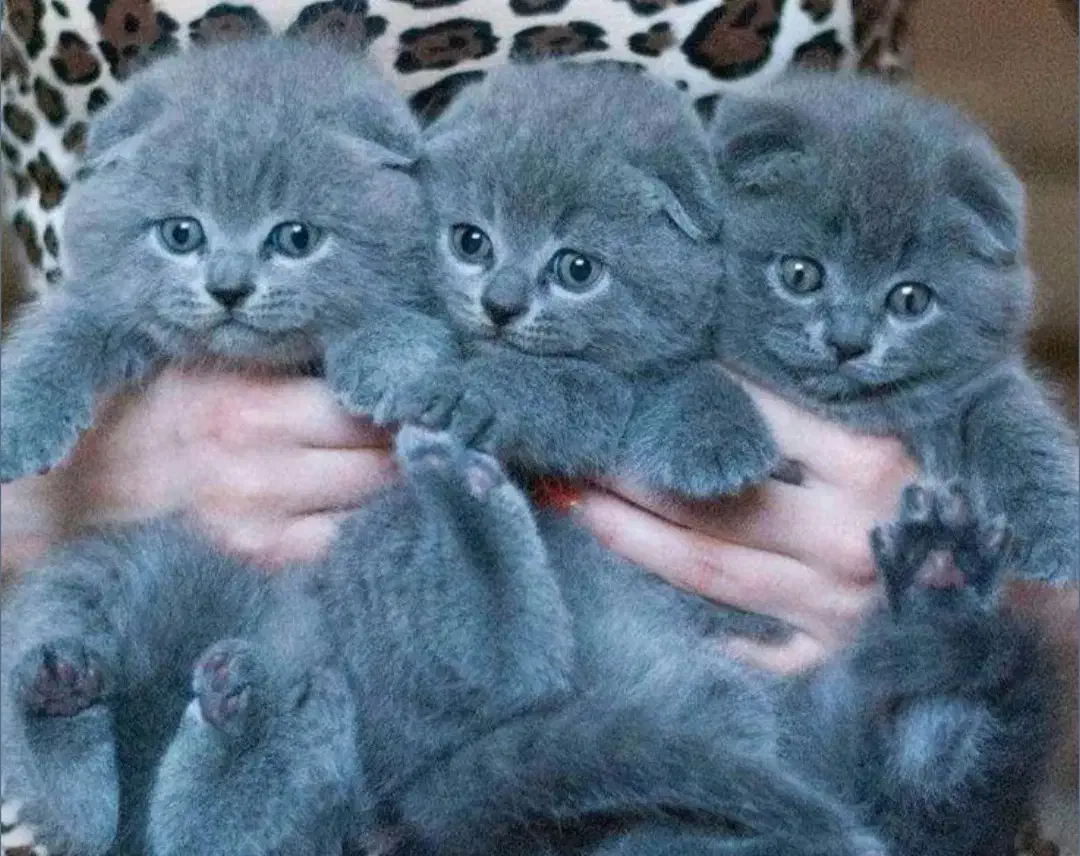 پرشین بلو بریتیش لانگ هیر بلو گربه|گربه|تبریز, |دیوار